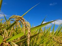 畑で作られる「陸稲」とは？　品種や栽培方法を紹介