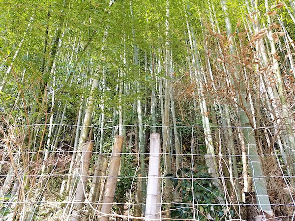 放置竹林は資源の宝庫 名人に学ぶ賢い竹の使い道 マイナビ農業