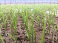 農薬も肥料も使わないワケは輸出戦略【前編】新規就農者が創る中山間地の新しい稲作