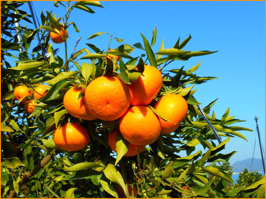 柑橘栽培をするなら、美しい瀬戸内で－しまなみ海道・大三島（おおみしま）－【農業体験ツアー・見学あり】