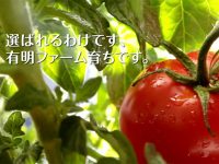 熊本から全国へ。「オランダ式のトマト独立ポット耕栽培」で農業の未来を支える！
