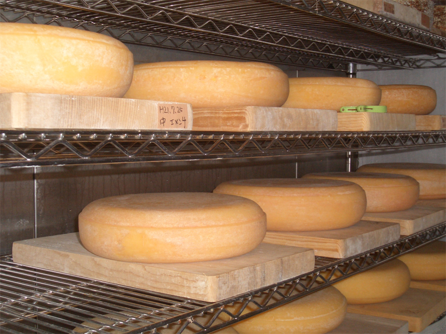 自家製の有機牛乳で、世界に誇れるオンリーワンのチーズを――冨田ファームが酪農・加工部門で新メンバーを募集