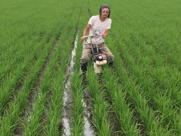 入手困難 お米の種 種籾 自然農 コシヒカリ はざかけ米 バケツ稲に