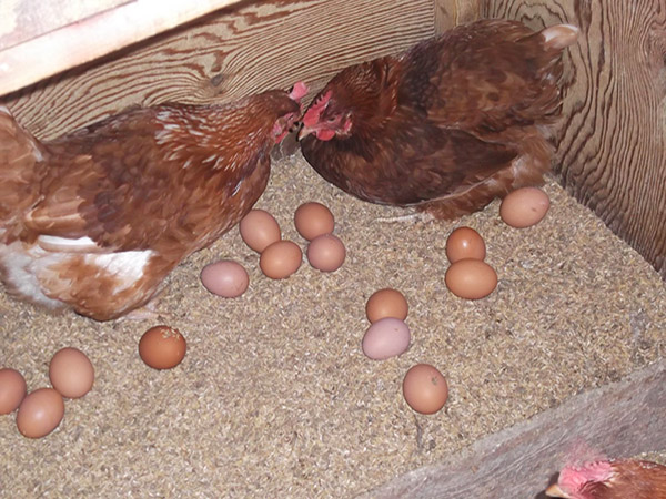 卵の販売だけで家族3人を養う 脱サラ養鶏家に学ぶ賢い生計の立てかた