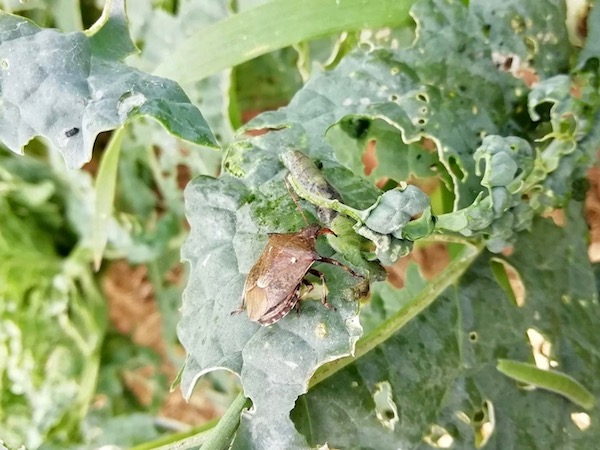 畑の害虫図鑑 カメムシ類編 畑は小さな大自然vol 46