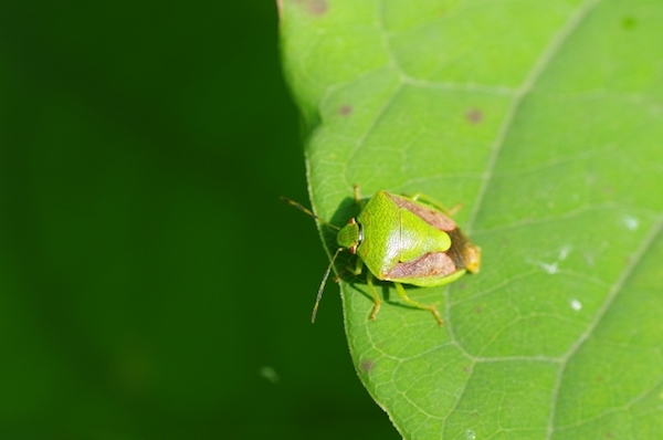 畑の害虫図鑑 カメムシ類編 畑は小さな大自然vol 46