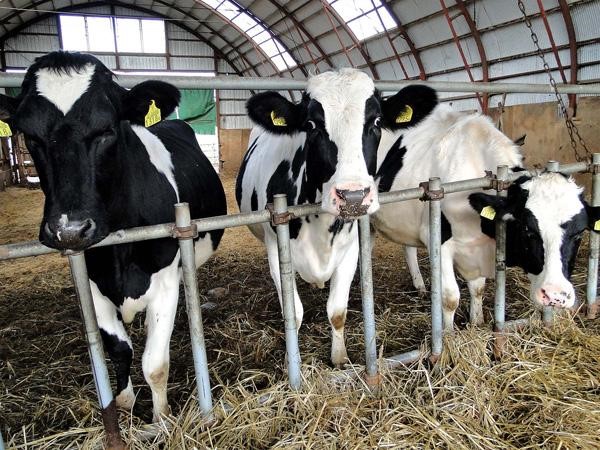 酪農業界の最新トピックス【2019年】　スマート農業、6次産業化から働き方の変化まで