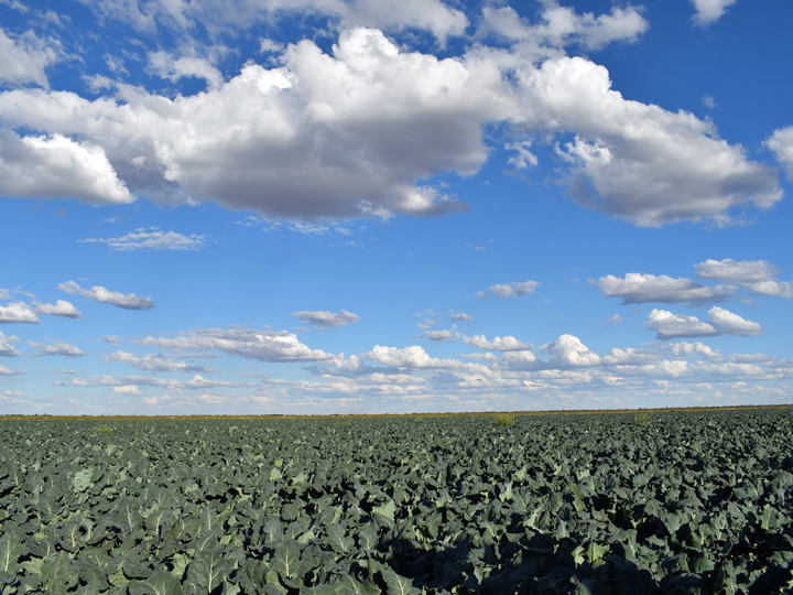 This broccoli crop covers the land