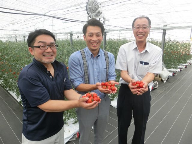 高温によるキャベツの発芽不良は「クーラー催芽」で防げ！