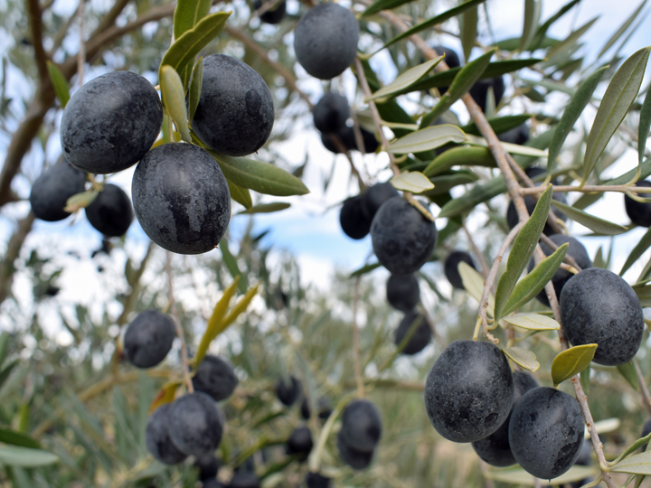 Olives at “Coolmunda Olive Grove”

