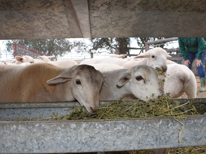 Happy to eat hay and dry grass, sheep are animals that do well in dry spells
