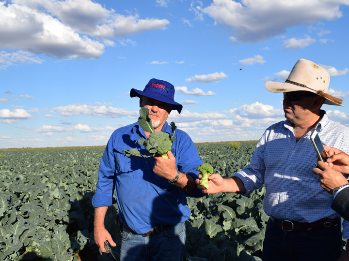 A field of broccoli at “Moonrocks” where they let us taste some product harvested on the spot – it was amazingly succulent
