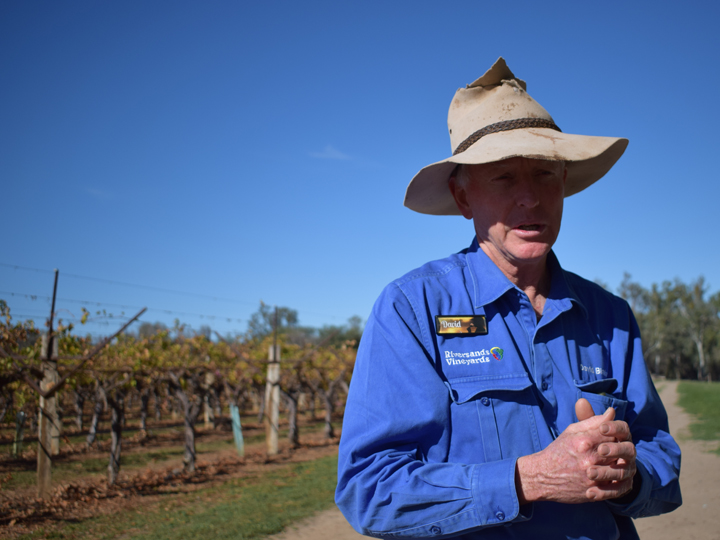 Owner of “Riversand Vineyards”, David – they skilfully cultivate different types of grapes for wine and for consumption by planting the crops at different times