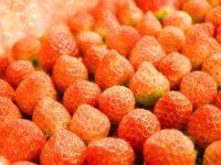 【福島県大熊町】 “誰でも働ける農業“を実現するイチゴ植物工場で町に産業を！ 最新鋭の設備で目指す日本一安全なイチゴづくり
