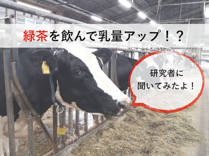 お茶どころ静岡では牛も緑茶を飲む！　その効果とは