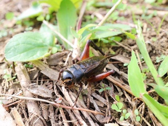 畑の害虫図鑑 コオロギ編 畑は小さな大自然vol 52 マイナビ農業