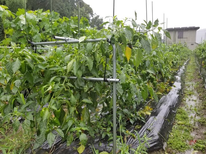 台風から野菜を守る 農家が伝授する手軽で頑丈な栽培棚作り マイナビ農業