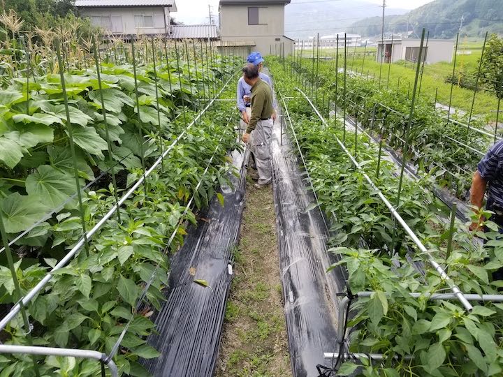 台風から野菜を守る 農家が伝授する手軽で頑丈な栽培棚作り マイナビ農業