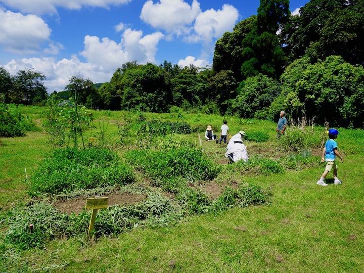 畑の雑草図鑑 ハマスゲ編 畑は小さな大自然vol 53