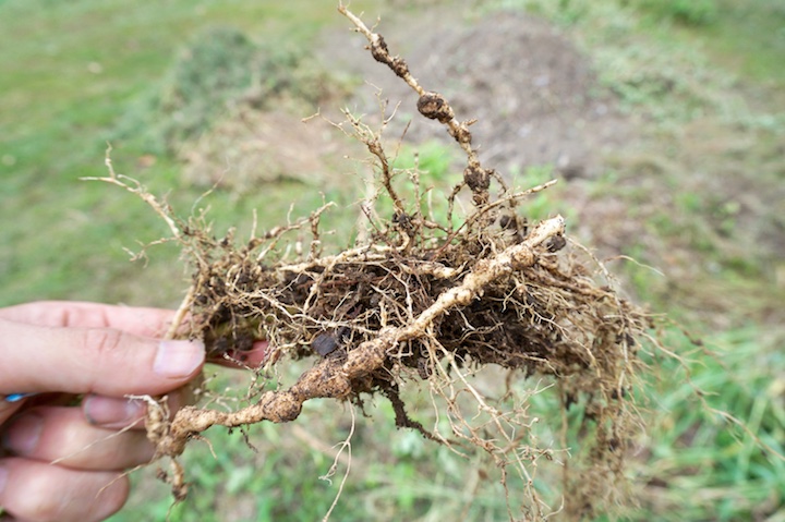 畑の害虫図鑑 センチュウ編 畑は小さな大自然vol 56