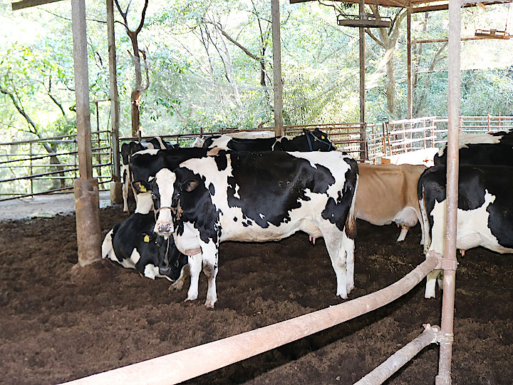 地域の農家に愛される牛ふん堆肥　牛に優しく臭わないコンポストバーンで作る