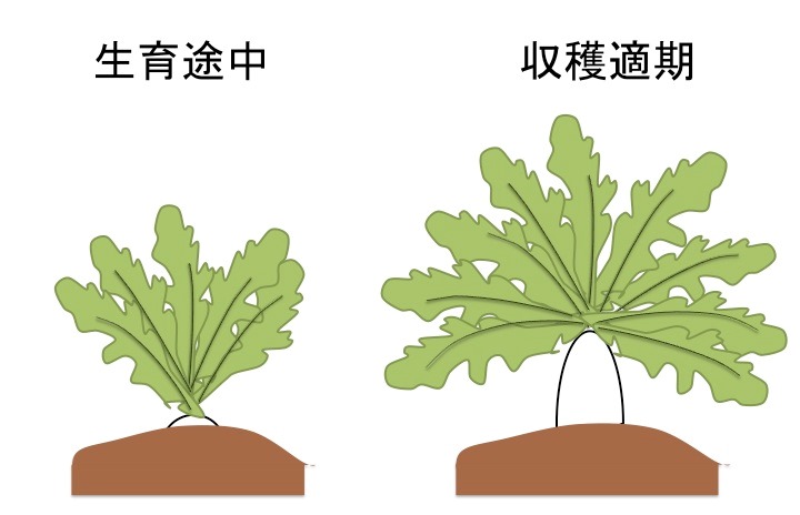 農家が教える大根の栽培方法 大きくて真っすぐな大根を育てよう マイナビ農業