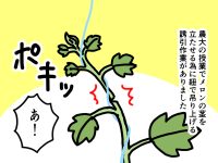 漫画「跡取りまごの百姓日記」【第28話】植物の生命力