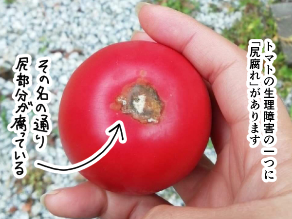 漫画「跡取りまごの百姓日記」【第29話】尻腐れのトマト