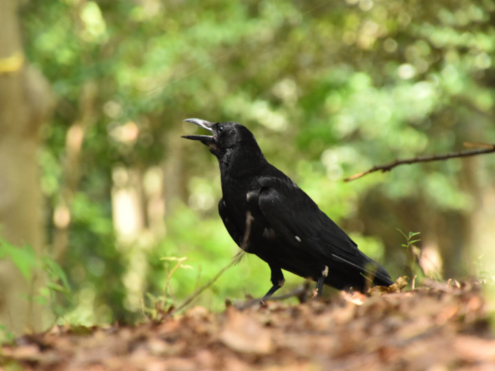 カラスの農作物被害を防げ 生態にもとづく最新の対策 マイナビ農業