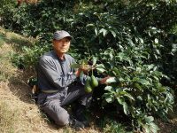 作れば売れる国産アボカド　柑橘栽培からの移行で過疎地の生産者を救う