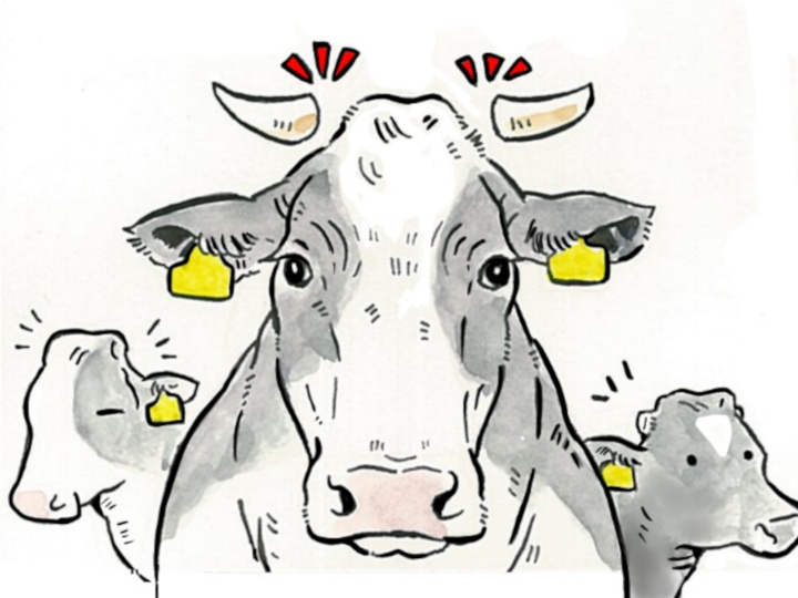 酪農漫画「うしだらけの日々」　第4話　鼻環と除角