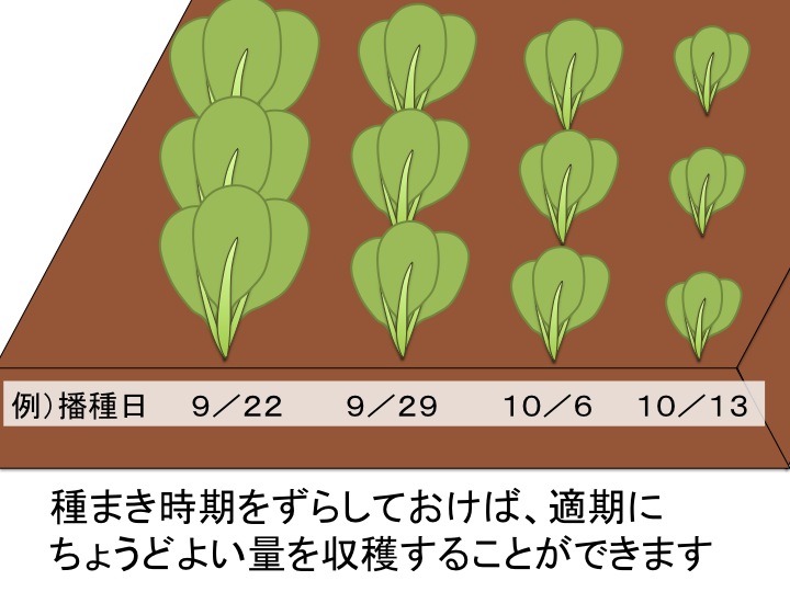 農家が教える小松菜の栽培方法 害虫を防いで小松菜を育てるポイントと 