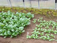 農家が教える小松菜の栽培方法　害虫を防いで小松菜を育てるポイントとは