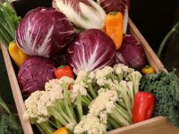 「日本生まれのイタリア野菜」で市場を創る　種苗ビジネスの今