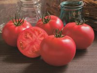 ブリーダーが教えるトマトの育て方　売り上げアップのための栽培方法とは？