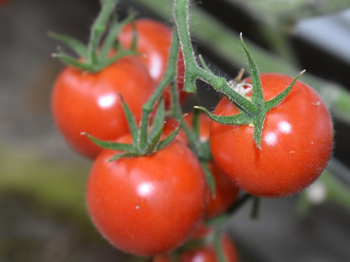 平均8度以上の糖度にもなる『つのだ農園』のトマト