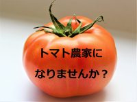 新規就農者へつなぐ　歴史あるトマト産地のバトン ― 岡山県『びほく農業協同組合トマト部会』の熱意！