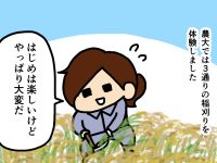 漫画「跡取りまごの百姓日記」【第33話】農大での稲刈り講習