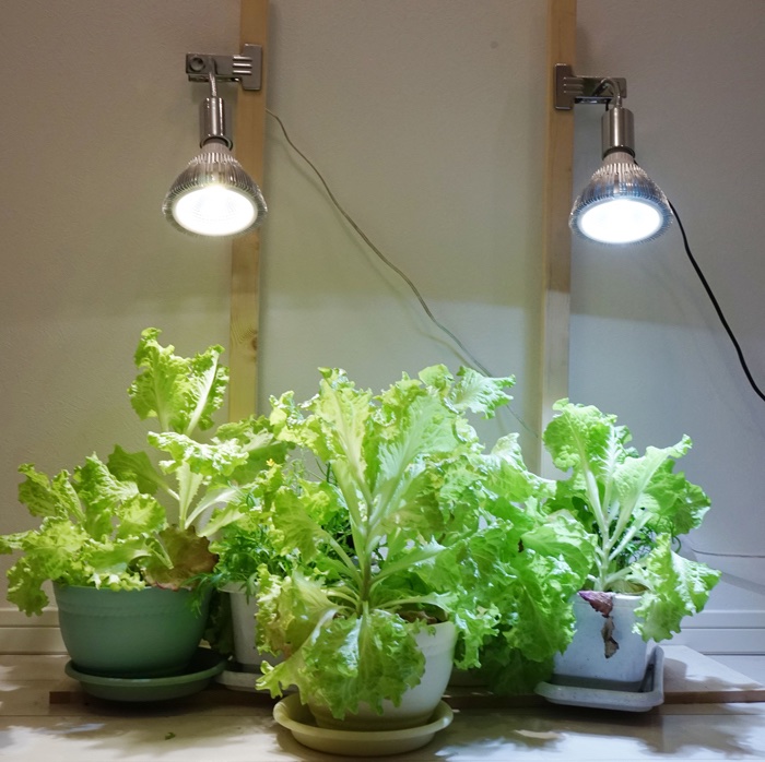 室内栽培の強い味方！ 植物育成LEDライトはどう選ぶ？【脱枯れ専のベランダ畑】｜マイナビ農業