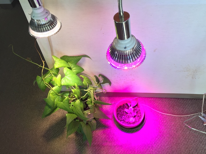 室内栽培の強い味方！ 植物育成LEDライトはどう選ぶ？【脱枯れ専の 