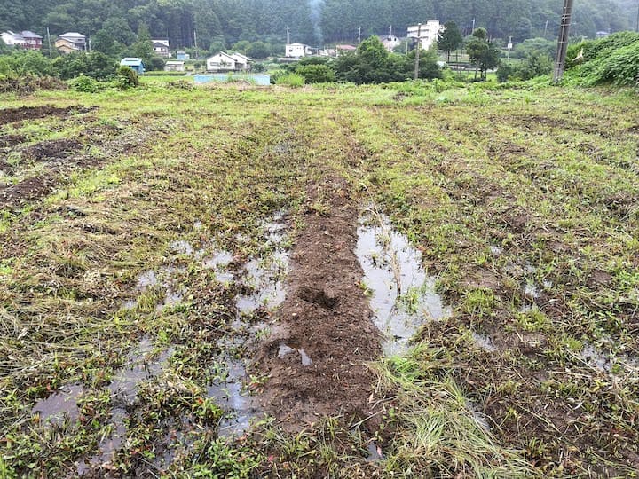緑肥を使って水はけを改良するには 実際やってみた マイナビ農業