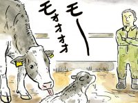 酪農漫画「うしだらけの日々」　第5話　肥育か酪農か