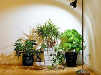 室内栽培の強い味方！　植物育成LEDライトはどう選ぶ？【脱枯れ専のベランダ畑】