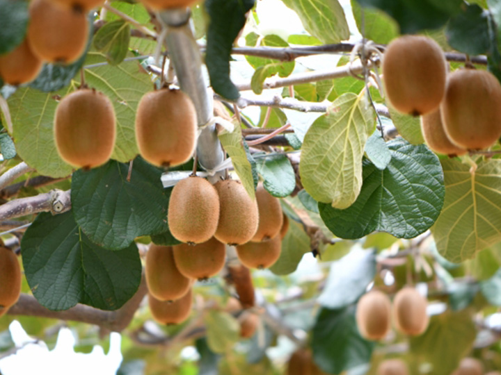 農家が教えるキウイの育て方　初心者でも簡単に栽培できるフルーツNo.1！
