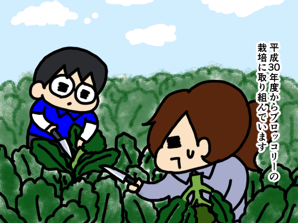 漫画「跡取りまごの百姓日記」【第38話】ブロッコリーの収穫