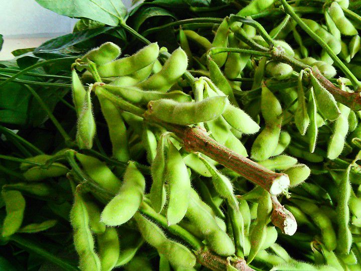 農家が教える枝豆の栽培方法　「乾燥」と「カメムシ」対策が重要！　ぎっしり詰まった実を育てるには？