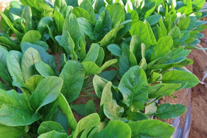 家庭菜園初心者に最適 2月に植える野菜5選 畑は小さな大自然vol 67 マイナビ農業