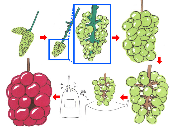 ぶどう の 袋 かけ の 時期