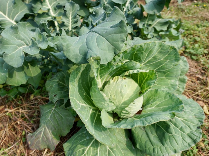 家庭菜園初心者に最適 2月に植える野菜5選 畑は小さな大自然vol 67