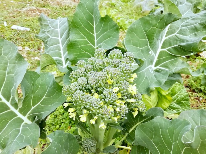 家庭菜園初心者に最適 2月に植える野菜5選 畑は小さな大自然vol 67